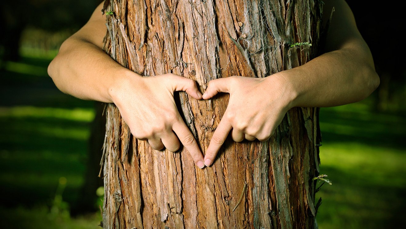 Timber Logs